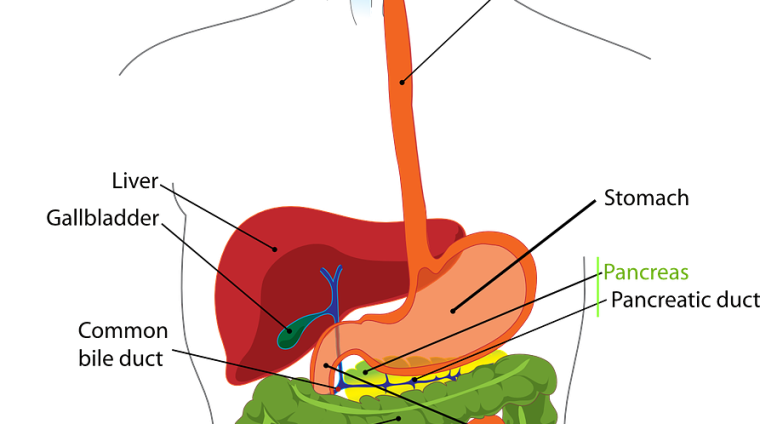 Biology Class 10 CBSE