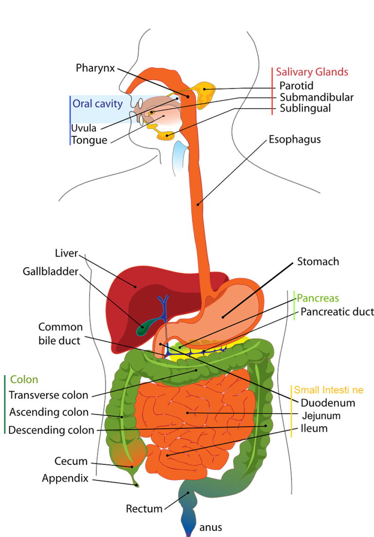 Biology Class 10 CBSE