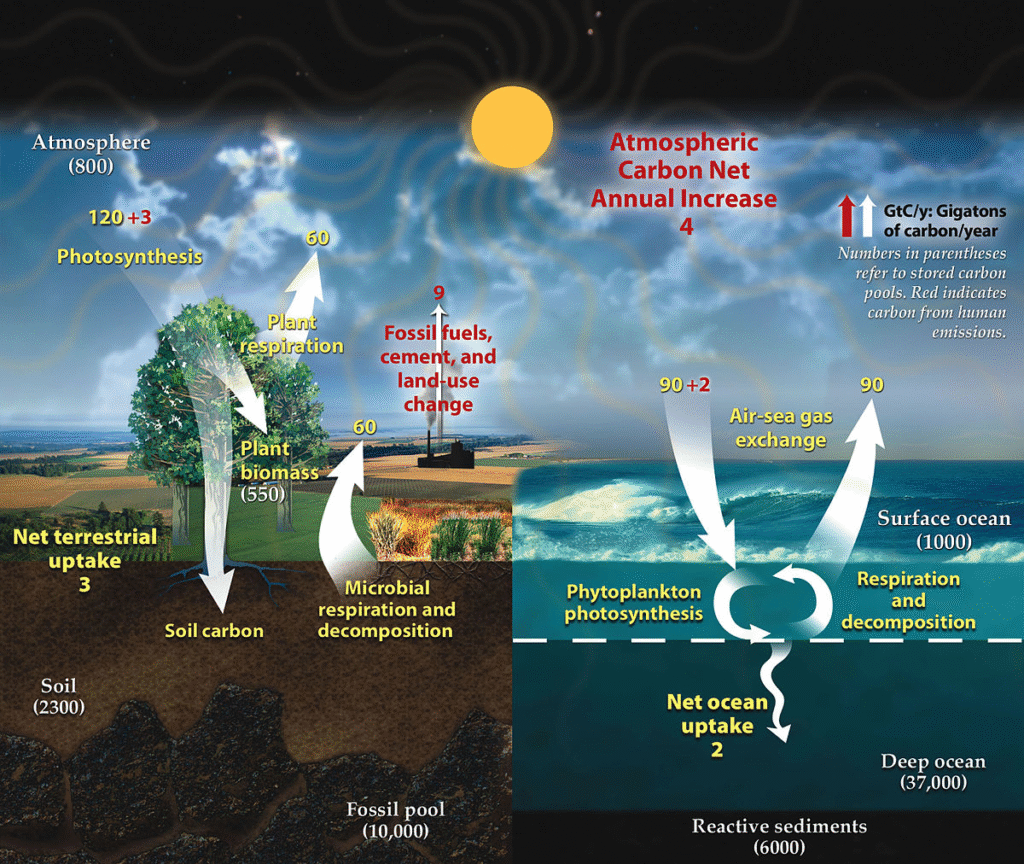 Diagram of Earth's carbon cycle illustrating the exchange of carbon between atmosphere, terrestrial ecosystems, and the ocean with flux values and human emissions highlighted 