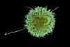 Natural Killer Cell