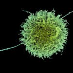 Natural Killer Cell