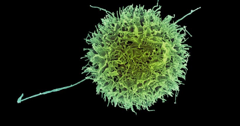 Natural Killer Cell