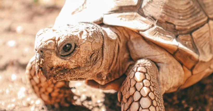 biological-classification